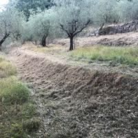 Uliveta in gestione gratuita