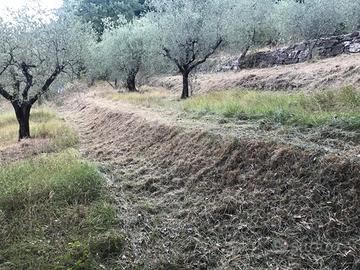 Uliveta in gestione gratuita