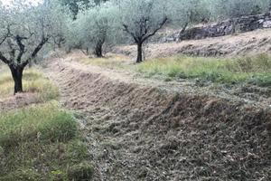 Uliveta in gestione gratuita