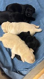 Cuccioli di cani labrador retriever