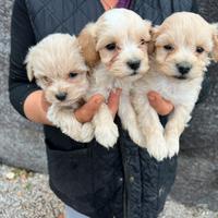 Cuccioli di Maltipoo