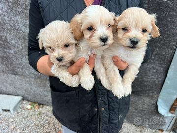 Cuccioli di Maltipoo