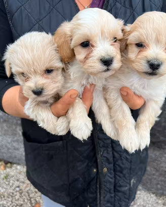 Cuccioli di Maltipoo
