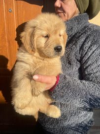 Golden retriever americano