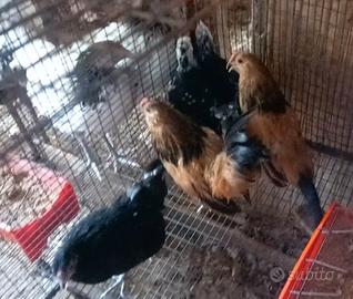 Galline barbute d'anversa 
