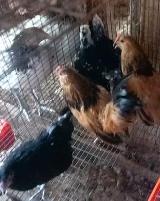 Galline barbute d'anversa 