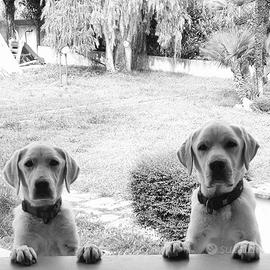 Cuccioli di Labrador