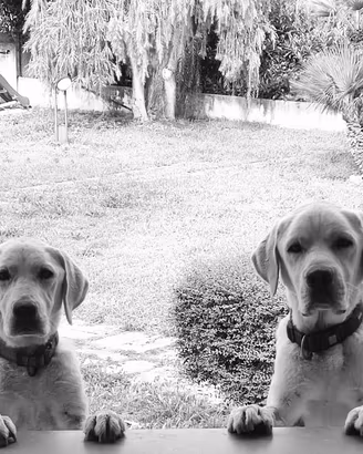 Cuccioli di Labrador