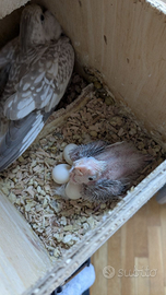 Cucciolo di Pappagallo Calopsita Perlato