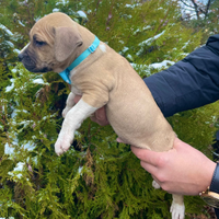 Cuccioli di pit bull adba