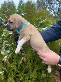 Cuccioli di pit bull adba