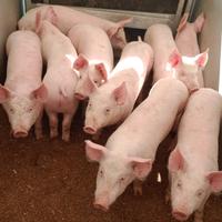 Suini da ingrasso o porchetta