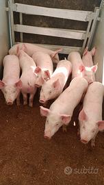 Suini da ingrasso o porchetta