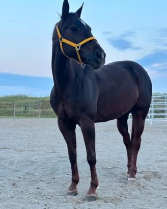 Quarter horse PE.RF.ET.TA PER PRINCIPIANTI