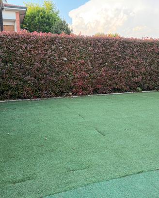 Erba sintetica 70 mq