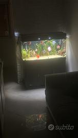 Acquario