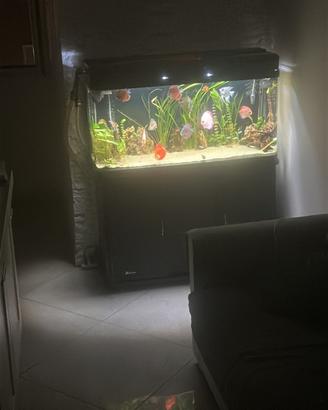 Acquario