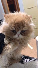 Cucciolo di Persiano