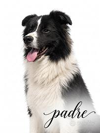 Border collie in arrivo