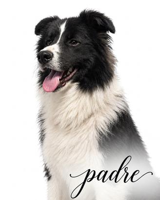 Border collie in arrivo
