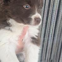 Australian sheperd dog