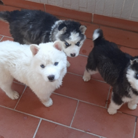 Carinissimi cuccioli Husky