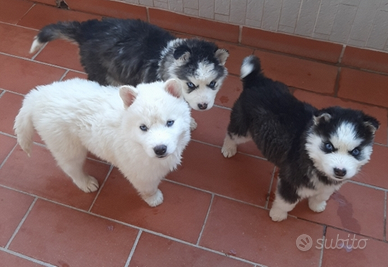 Carinissimi cuccioli Husky