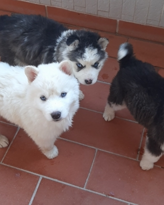 Carinissimi cuccioli Husky