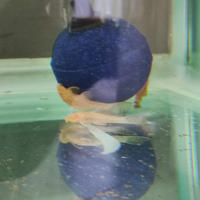 Pesci Ancistrus gold