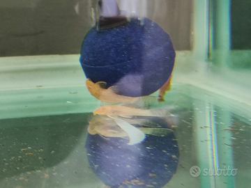 Pesci Ancistrus gold