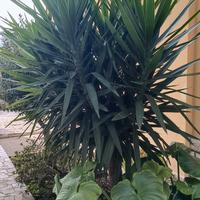 YUCCA ELEPHANTIPES 