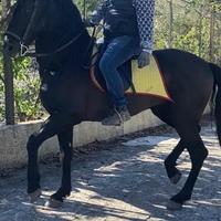 Cavallo andaluso