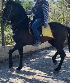 Cavallo andaluso