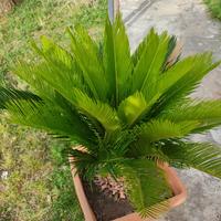 Cycas