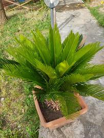 Cycas