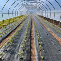 SERRE AGRICOLE -azienda dal 1966