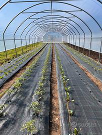 SERRE AGRICOLE -azienda dal 1966