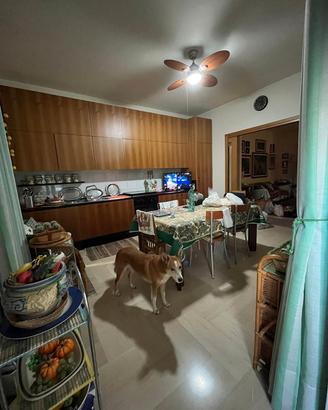 Cucina in noce nazionale mod. DADA della Molteni 