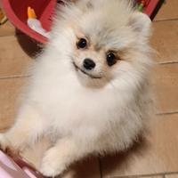 Pomerania femmina crema