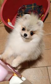 Pomerania femmina crema