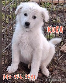 Kora cucciola futura taglia medio-grande