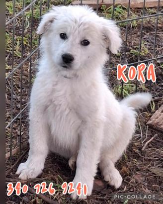 Kora cucciola futura taglia medio-grande