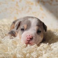 Cucciolo di american bully pocket merle