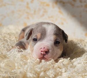 Cucciolo di american bully pocket merle
