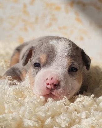 Cucciolo di american bully pocket merle