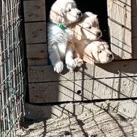 Golden retriever inglese