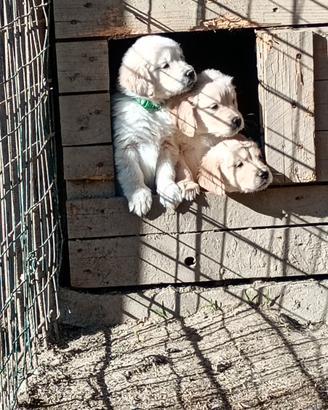 Golden retriever inglese