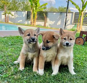 I migliori cuccioli italiani ( shiba inu )