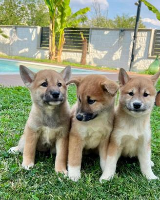 I migliori cuccioli italiani ( shiba inu )