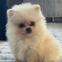 Spitz Pomerania